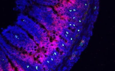 "신종 코로나 '사이토카인 폭풍' 막는 인공 단백질 개발"