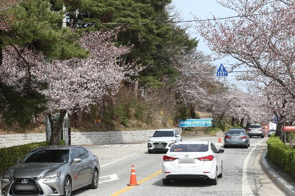 맑은 날씨를 보인 지난달 28일 강원도 강릉시 경포대 일원 경포로에서 상춘객들이 이른 벚꽃구경을 즐기고 있다/사진=뉴스1