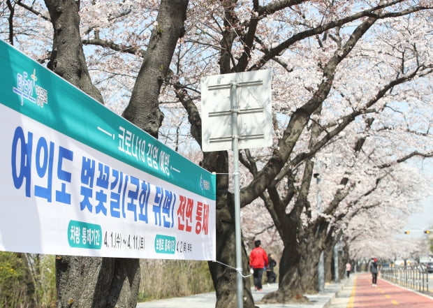 31일 서울 영등포구 국회 뒤편 여의서로에서 마스크를 쓴 시민들이 만발한 벚꽃길을 걷고 있다. 사진=뉴스1