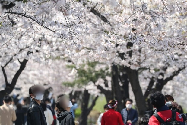 정부가 '강화된 사회적 거리두기'를 오는 19일까지 연장한 가운데 5일 오후 서울 여의도한강공원에서 마스크를 착용한 시민들이 벚꽃 사이로 산책을 하고 있다. 사진=뉴스1