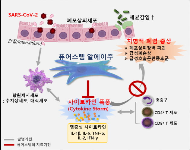 강스템바이오텍, 줄기세포 이용한 코로나19 치료제 치료 목적 사용 승인 