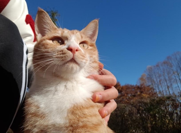 길고양이를 위해 뭉친 고대생들 ‘캠퍼스 길냥이 수호대 KU랑냥이 서포터즈’