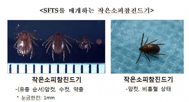 제주서 올해 첫 야생진드기 SFTS 환자 발생…전국 6번째