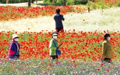 태화강 꽃구경도 '생활속 거리두기'