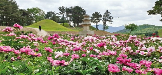 < 경주 서악서원에 활짝 핀 작약 > 11일 작약이 활짝 핀 경북 경주의 서악서원에서 한 관광객이 산책길을 걷고 있다. 작약꽃은 초여름 날씨를 보이는 5~6월에 개화한다.   뉴스1 