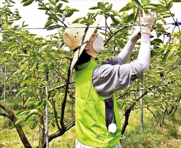 [김과장 & 이대리] 일손 부족 농가 돕는 농수산식품유통공사