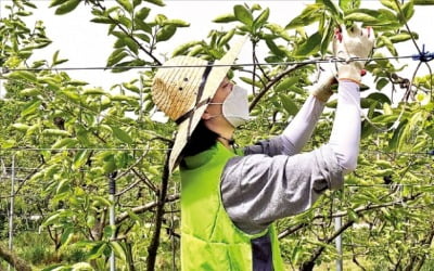 [김과장 & 이대리] 일손 부족 농가 돕는 농수산식품유통공사