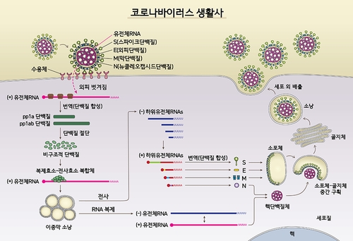 코로나19 치료제 개발하려면…"바이러스 생활사 차단해야"