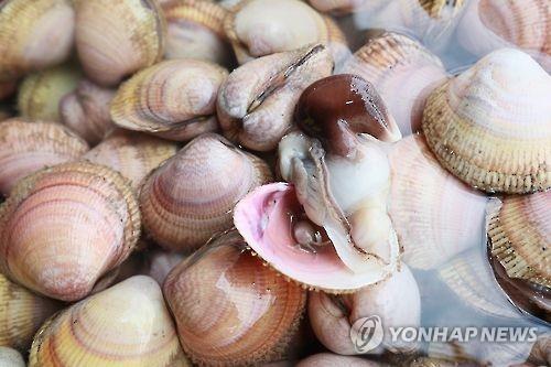 '새조개 완전양식 눈앞으로'…충남도 치패 조기생산 성공