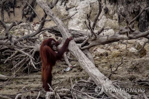 인니 "30% 지역 예년보다 심한 건기…내달부터 산불 증가"