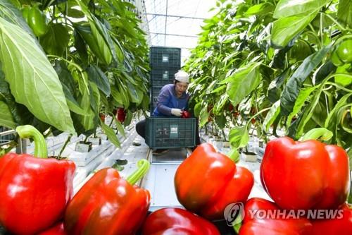 [카메라뉴스] 지리산 고랭지 파프리카 수확