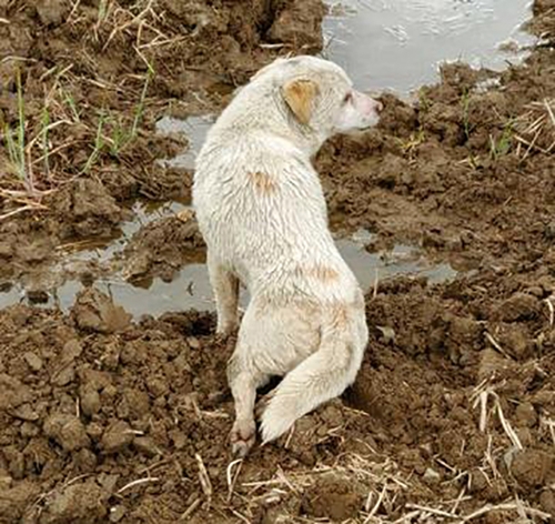 보령서 등뼈 손상으로 잘 못 걷는 개 발견…"둔기에 맞은 듯"