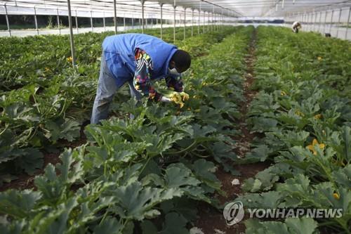 이탈리아, '코로나 공백' 채운 미등록이주민 60만명 체류권 검토