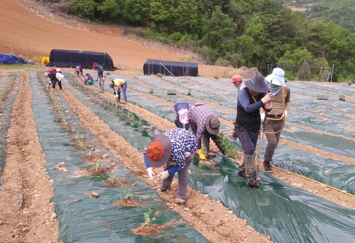 [카메라뉴스] 단양 '어상천수박' 모종 심기 한창