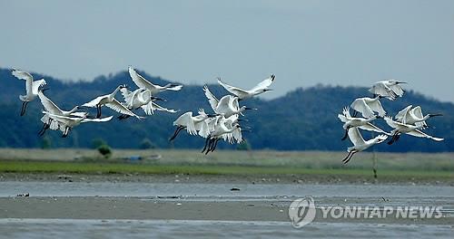 대부도갯벌, '동아시아·대양주 철새 이동경로(EAAFP)'에 등재