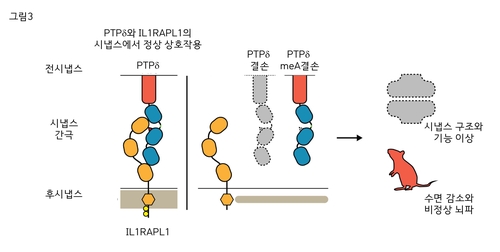 뇌 속 시냅스 접착 단백질 결여되면 수면장애 유발