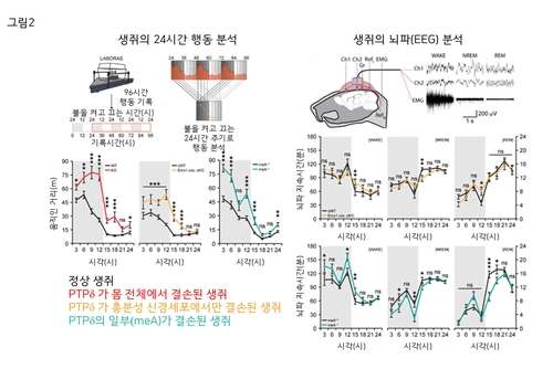 뇌 속 시냅스 접착 단백질 결여되면 수면장애 유발