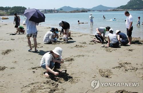 멸종 위기 '군산 선유도해수욕장 흰발농게' 4만마리 이주 작전