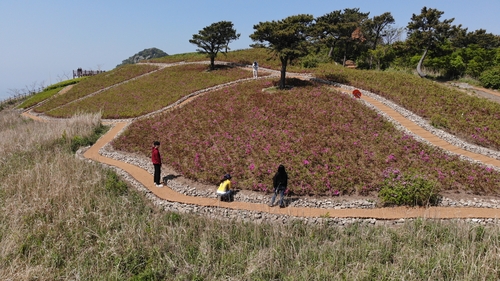 억새로 유명한 부산 승학산에 대규모 철쭉단지 조성