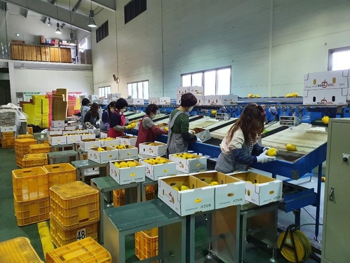 코로나에도 경북통상 농특산물 수출액 18% 증가