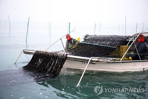 어민 소득보전 대폭 확대…수산직불금 4개 분야로 늘려(종합)