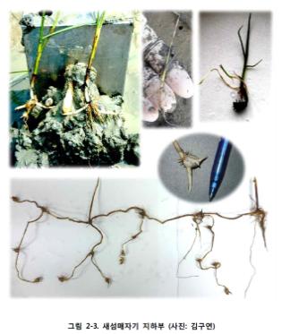 겨울철새 고니 먹이 낙동강하구 새섬매자기 군락 복원한다