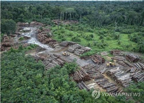 "아마존 열대우림 무단벌채 처벌 제대로 안돼 숲 파괴 늘어"