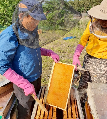 '잦은 비·이상저온' 아카시아꿀 생산 급감…양봉농가 울상