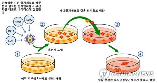일본서 배아줄기세포 이용 이식치료 임상시험 성공