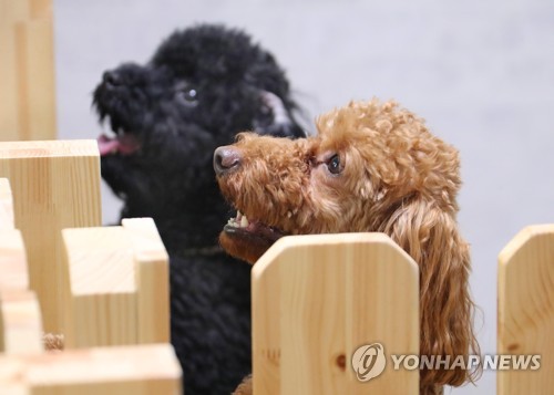 춘천시 반려동물 산업 육성…플랫폼센터·인프라 추진