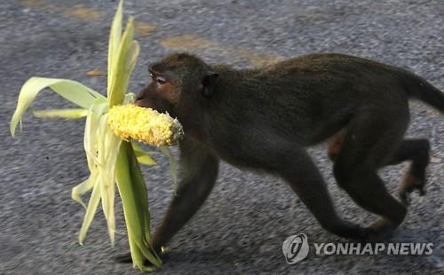 원숭이 대상 코로나19 면역력 실험 성공…"백신개발에 희망"