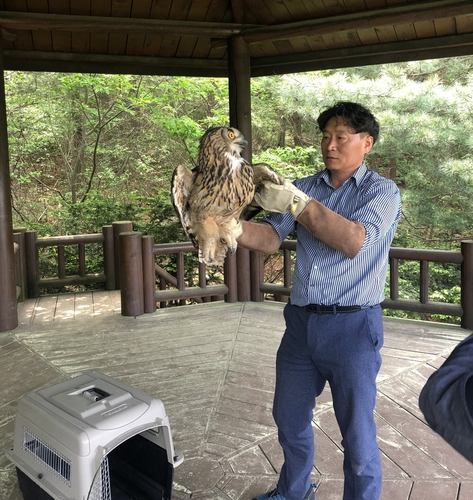 [카메라뉴스] 날개 꺾인 수리부엉이 재활 거쳐 다시 '훨훨'