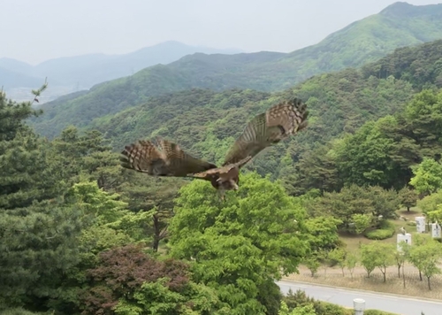 [카메라뉴스] 날개 꺾인 수리부엉이 재활 거쳐 다시 '훨훨'