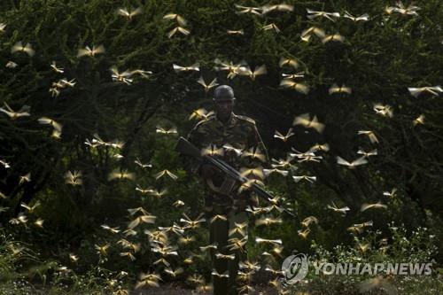 세계은행, 동아프리카 '메뚜기떼 대처' 6천200억원 지원