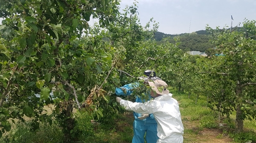 충주 과수화상병 급속 확산…59곳서 간이검사 '양성'