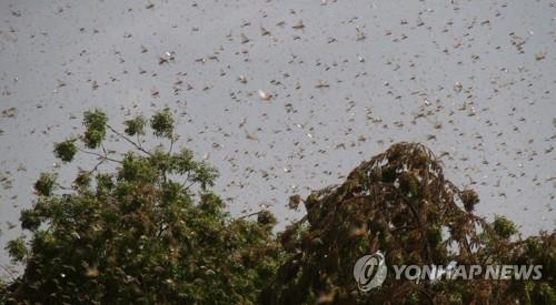 인도, 슈퍼 사이클론 지나가니 폭염·메뚜기떼 극성