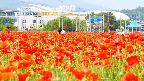 "꽃양귀비 동산에서 힐링하세요"…김천시 2ha 조성