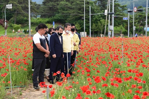 "꽃양귀비 동산에서 힐링하세요"…김천시 2ha 조성