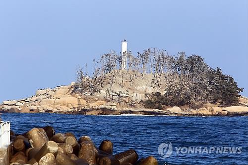 가마우지 떼 떠나니 섬이 살아났다…푸르름 되찾은 속초 조도