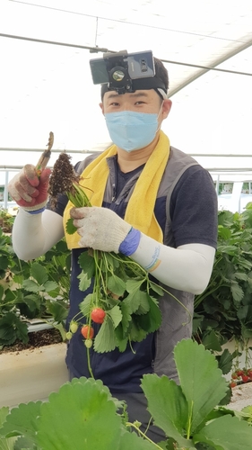 [귀농귀촌] ④ 컴퓨터 프로그래머에서 딸기농장주로…귀농 청년 김창영씨