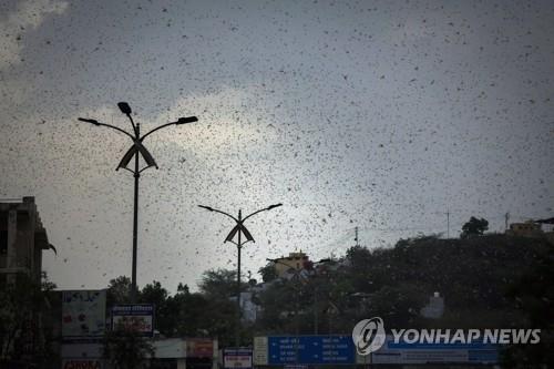 인도 북부 '27년만에 최악' 메뚜기떼 강타…뉴델리는 피해갈 듯