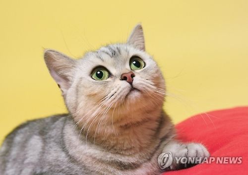 "서울대병원, 고양이로 불법 동물실험"…동물단체, 검찰에 고발