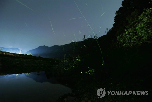 울산서 애반딧불이 키워 불빛 관찰·자연방사 이색 체험