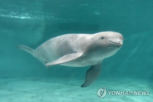 그물에 갇히고 낚싯줄에 걸리고…'웃는 돌고래' 상괭이의 죽음