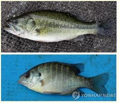 '호수 포식자' 배스 잡았다 풀어주면 불법…수거함 등에 넣어야