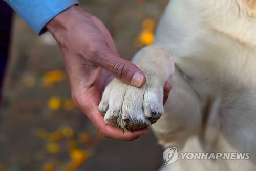 "'개춘기' 실험으로 입증…호르몬 탓에 주인에 더 반항적"