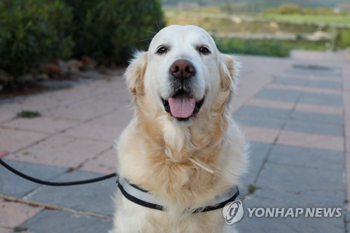 "'개춘기' 실험으로 입증…호르몬 탓에 주인에 더 반항적"