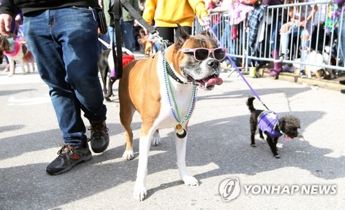 "'개춘기' 실험으로 입증…호르몬 탓에 주인에 더 반항적"