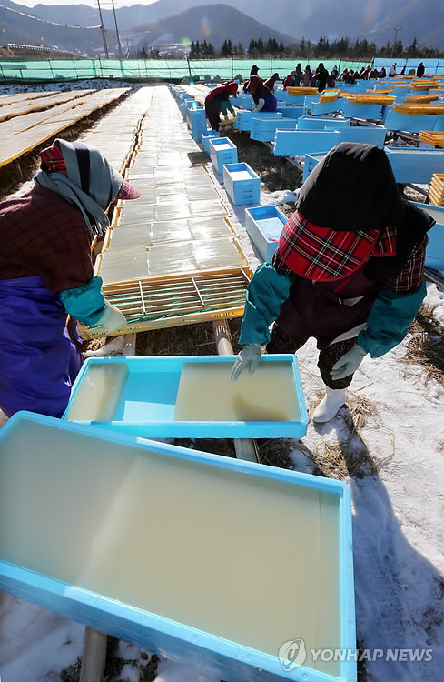 [줌in제주] '돌아온 우뭇가사리 철' 제주 해녀 물 만났다