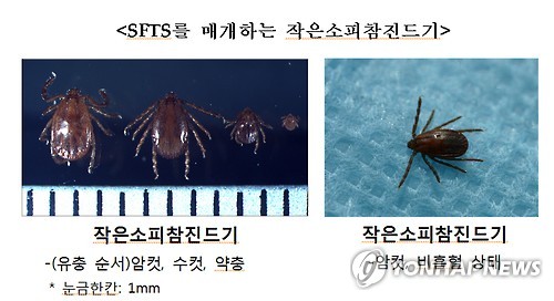 원주서 SFTS 환자 잇따라 발생…야외활동 시 진드기 주의